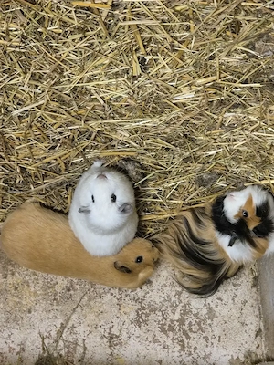 Meerschweinchen männlich 