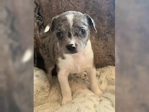 Welpen suchen ein liebevolles Zuhause   3 Weibchen & 2 Männchen verfügbar