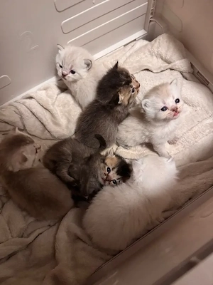 BKH kitten Blue Point tabby silver 