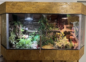 Kornnattern inkl. Terrarium