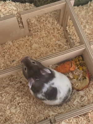 Süßer Hamster mit großem Glasgehege & komplettem Zubehör 