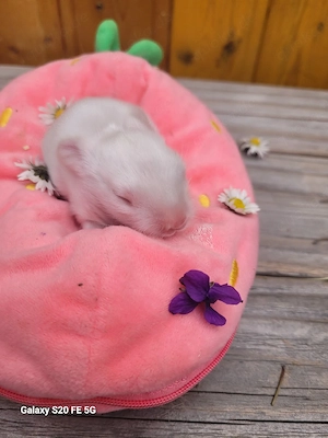 Zwergkaninchen suchen ein liebevolles zuhause 