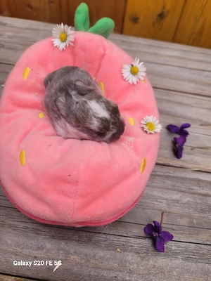 Zwergkaninchen suchen ein liebevolles zuhause 