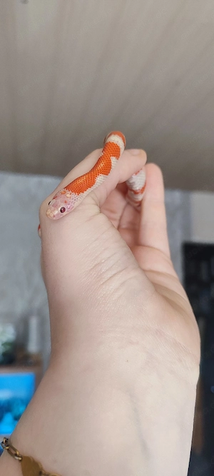 0.1 Albino Königsnatter von 10.2025