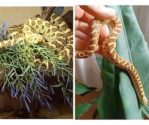 Lemon Ghost Heterodon - Hakennasenmatter 