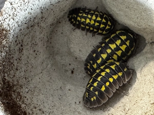 Asseln Armadillidium Gestroi 20 Stück