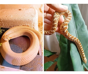 Lemon Ghost x Hypo Heterodon - Hakennasennatter 