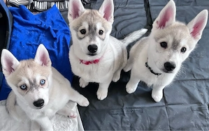 husky welpen suchen ihr zuhause 