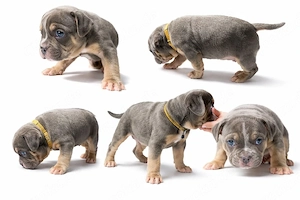 Bulldoggen Welpen ( american bully   Old english Bully Mix)