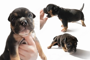 Bulldoggen Rüde ( american bully   Old english Bully Mix)