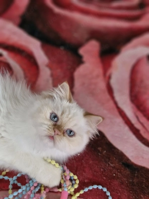 Wunderschöne Perser jung Katze Bild 2