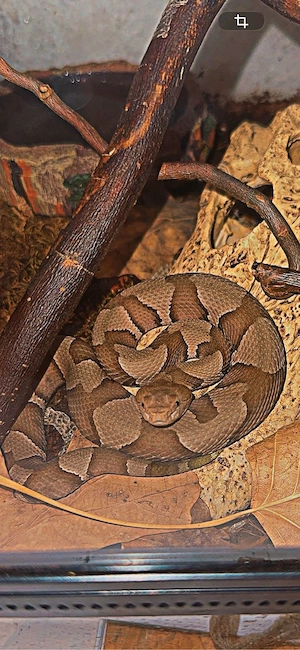 Agkistrodon contortrix (Kupferkopf)