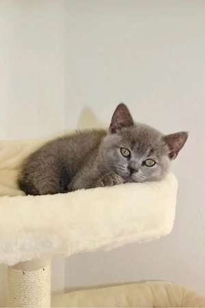 WOW! Bkh Kitte weiblich   British Kurzhaar   Kitten