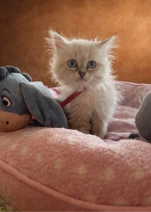 Langhaar Mischling Persermix Neva, Mascarade