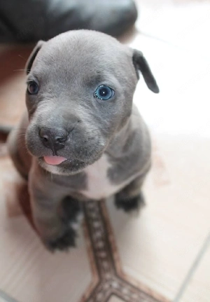 Amerikanische Pitbull-Terrier-Welpen