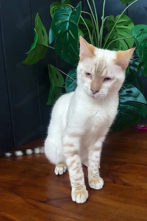 Wunderschöne cremefarbene Katze   sehr verschmust, Siam-Mix Optik   