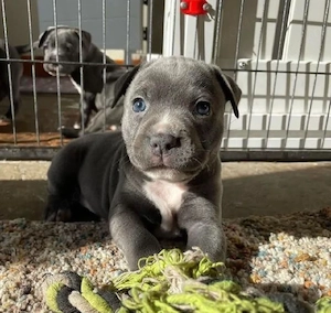 Amerikanische Pitbull-Terrier-Welpen