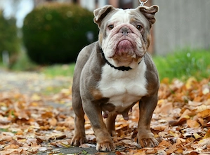 New English Bulldog 