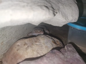 Leopardgeckos und Terrarium nur zusammen abzugeben. 