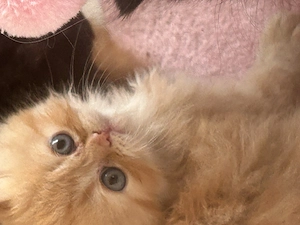 Perserbaby Klausi orange tabby