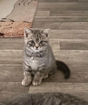 Britischen kurzhaar Baby Katzen