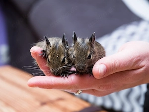 2 Degus Babys Jungs