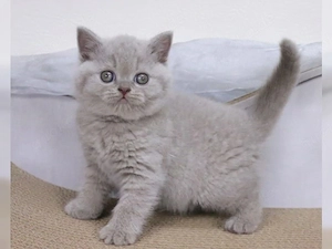 Reinrassige Britisch Kurzhaar-Kätzchen in Top-Qualität