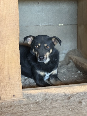 Ole O ca. 45 cm   der Einfühlsame