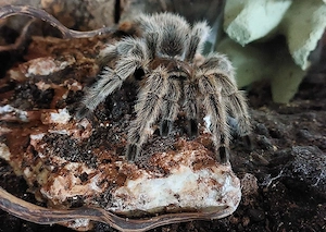 Vogelspinne zu verschenken!