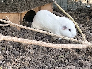 Meerschweinchen