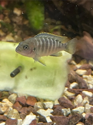 Metriaclima fainzilberi Hongih