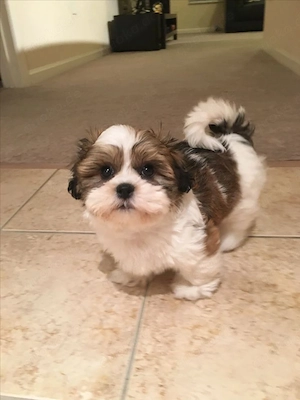 Entzückende kleine Shih-Tzu-Welpen zur Adoption und Umsiederung