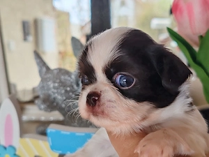 *Chihuahua Welpen mit Ahnentafel Körzucht*