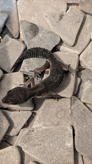  Leopardgeckos*Blacknights* gesund & gut gepflegt abzugeben