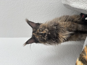Maine Coon Katze