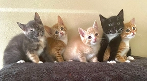 Wunderschöner EKH-Mix Kitten Wurf   liebevoll aufgezogen