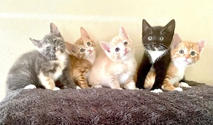 Wunderschöner EKH-Mix Kitten Wurf   liebevoll aufgezogen