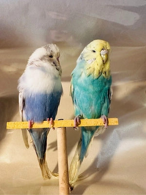 schauwellensittiche pärchen 