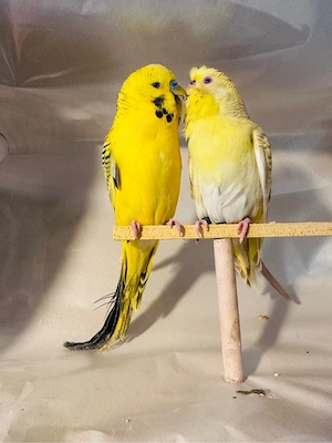 wellensittiche pärchen 