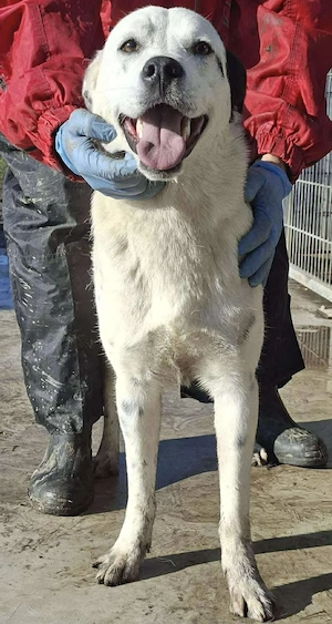 Tonio   fröhlicher Junghund mit großem Herzen Bild 2