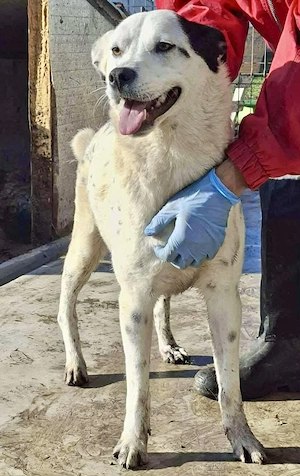 Tonio   fröhlicher Junghund mit großem Herzen