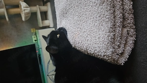 Haus katze schwarz  augen farbe Honig kastriert  weiblich