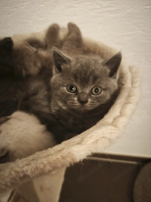 BKH Kitten suchen neues Zuhause 