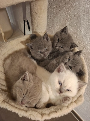 BKH Kitten suchen neues Zuhause 