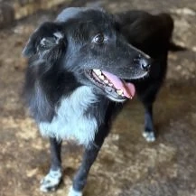 Ziggy ca. 47 cm   der Schöne