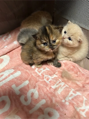 BKH BLH Kitten abzugeben