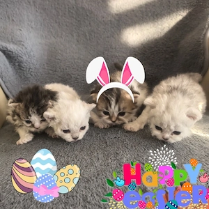 Süße lockige und glatthaarige Selkirk Rex Kätzchen 