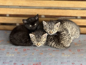 Hofkatzen in gute Hände abzugeben! 