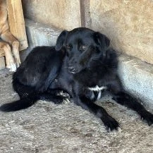 Pixel ca. 45 cm   möchte auch gefallen