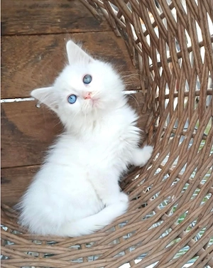 Maine coon-sibirische waldkatzen mix kitte 